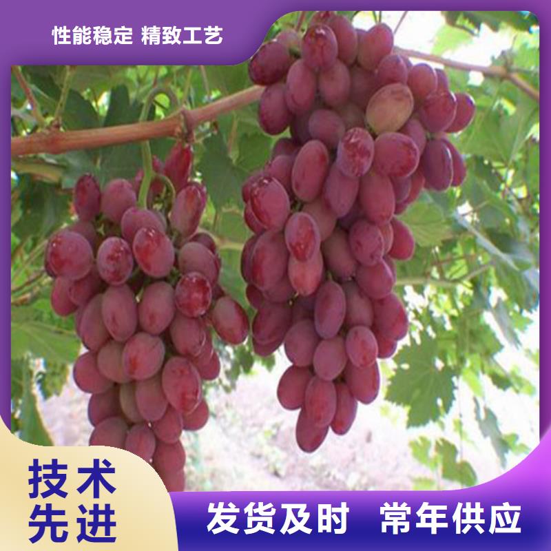 早熟葡萄苗10年经验