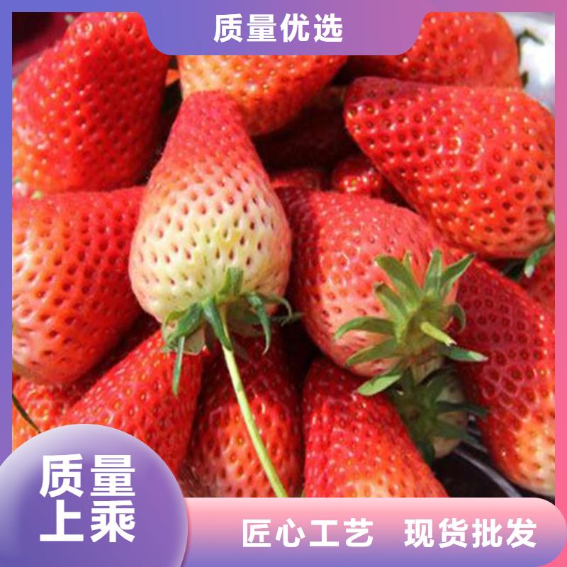 陵水县艳丽草莓苗厂家供应