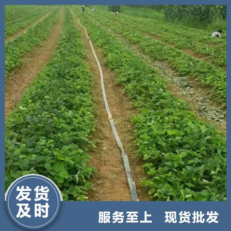 甜查理草莓苗现货批发