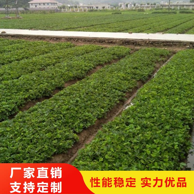 君山基地批发四季草莓苗，四季草莓苗低价批发
