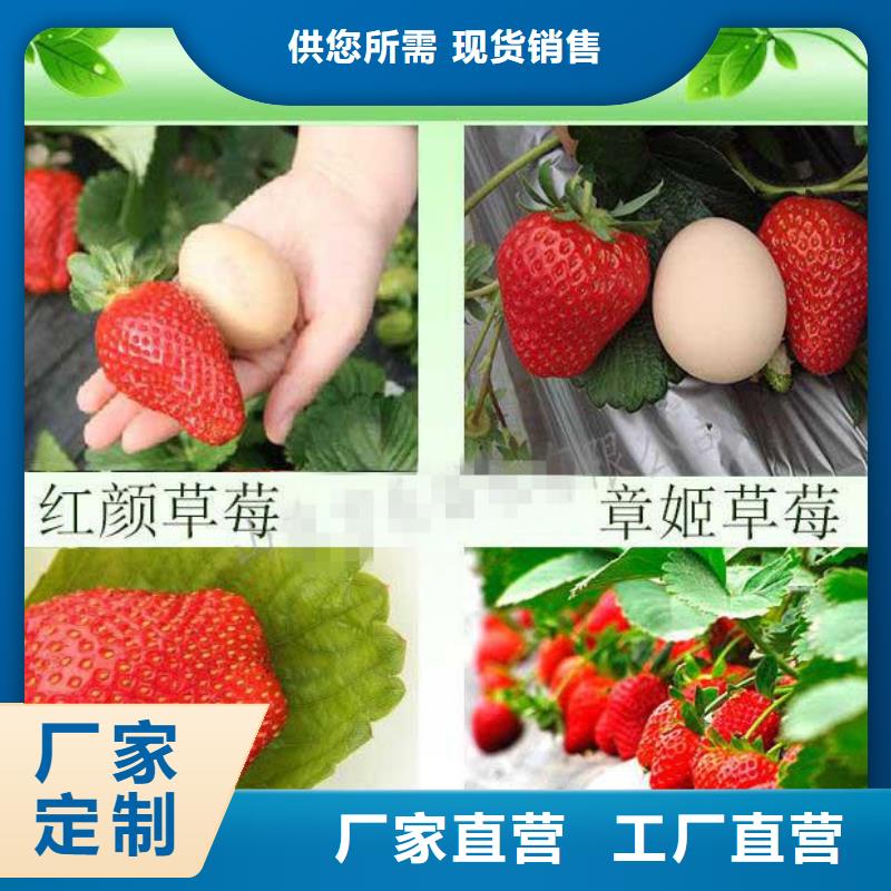自治区牛奶草莓苗2025年报价