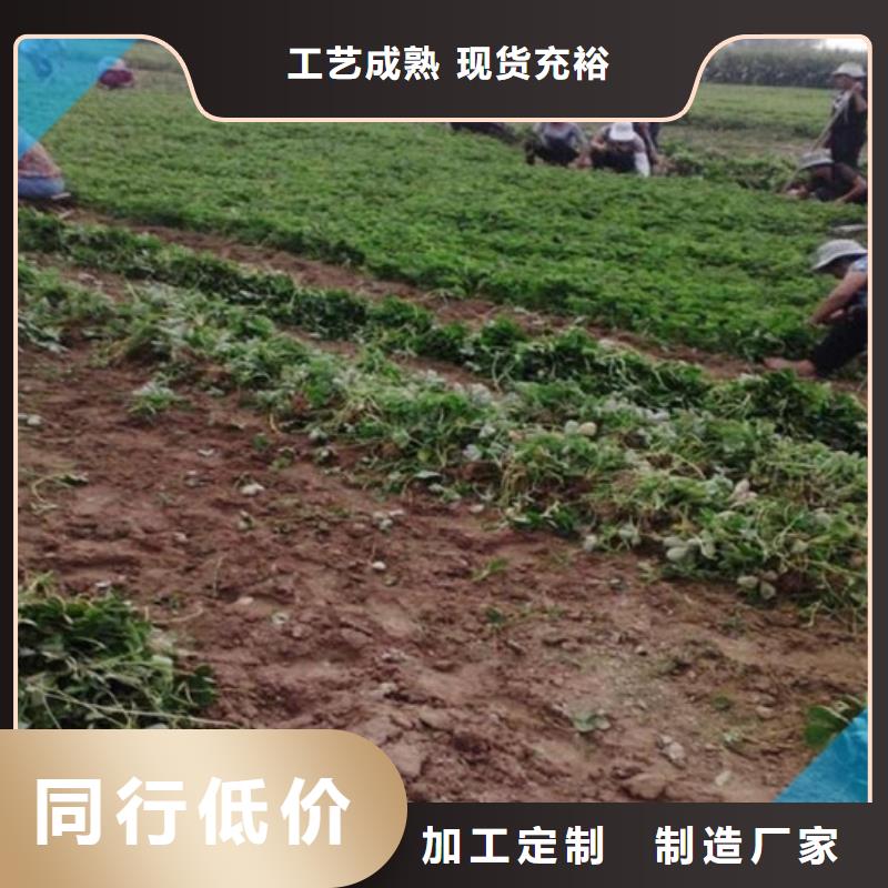 铜鼓二年生巧克力草莓苗，巧克力草莓苗哪里纯正