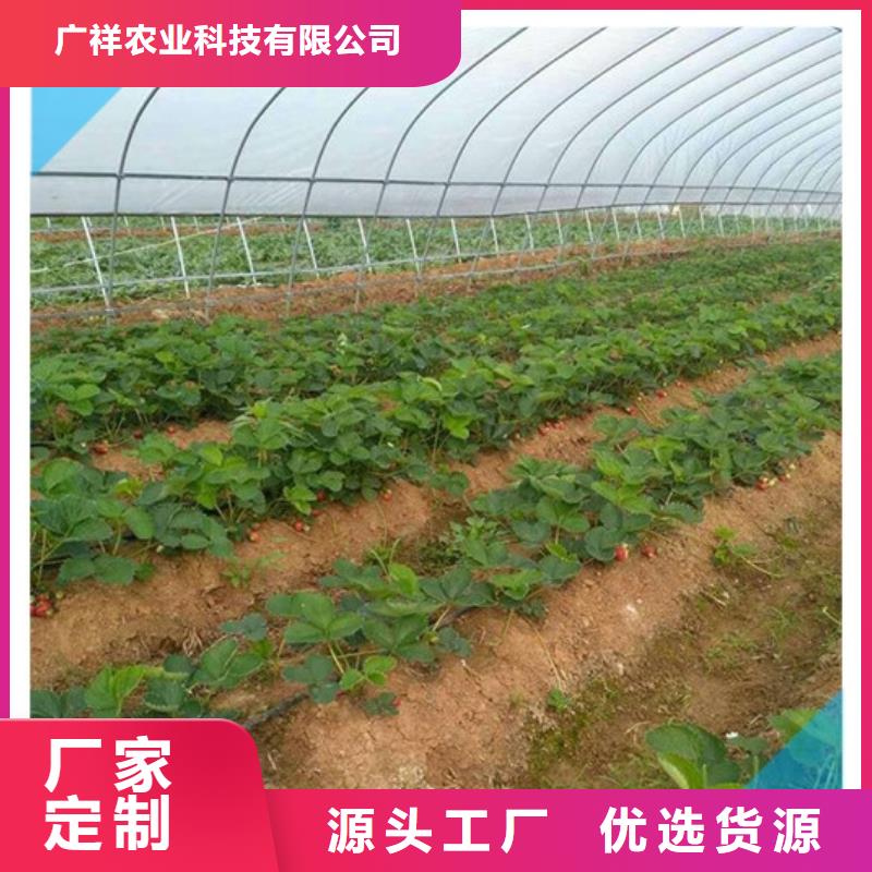 陵水县艳丽草莓苗厂家供应