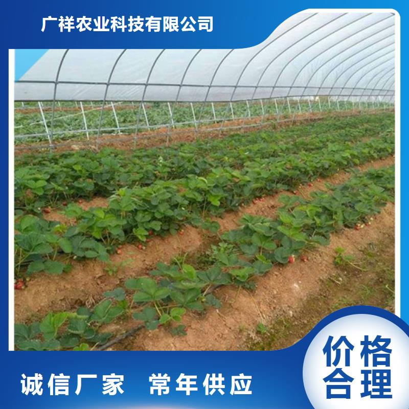 金湾哪里卖甜宝草莓苗，甜宝草莓苗哪里有种植的