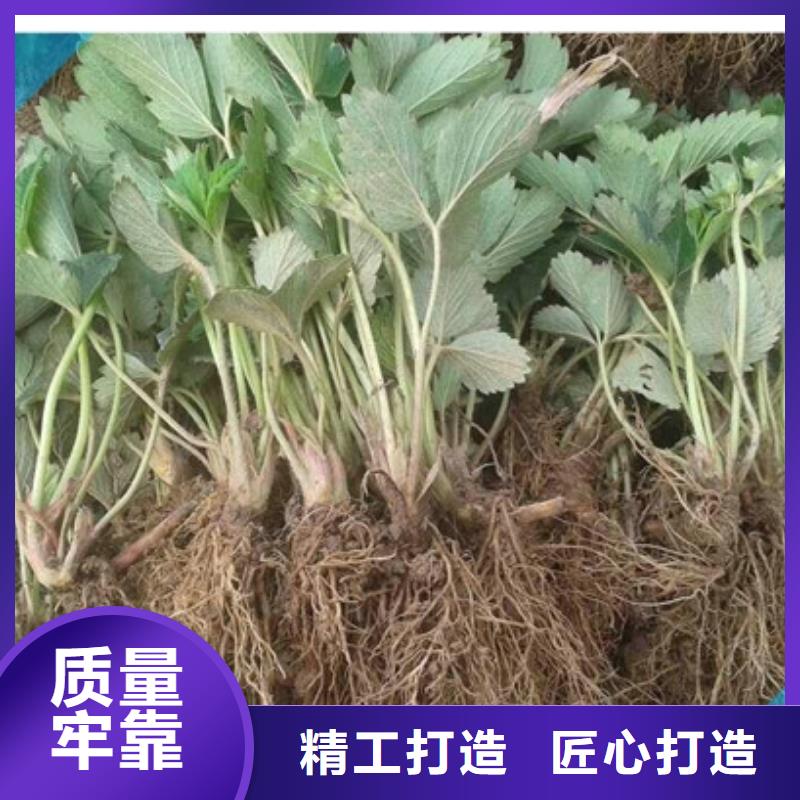 金山哪里卖大棚草莓苗，大棚草莓苗栽植密度