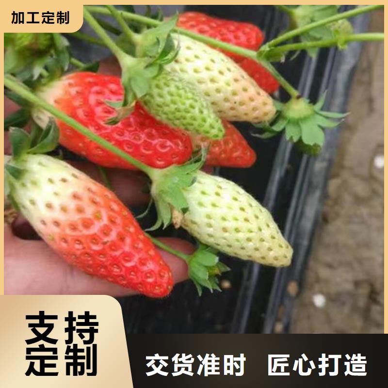 铜鼓二年生巧克力草莓苗，巧克力草莓苗哪里纯正