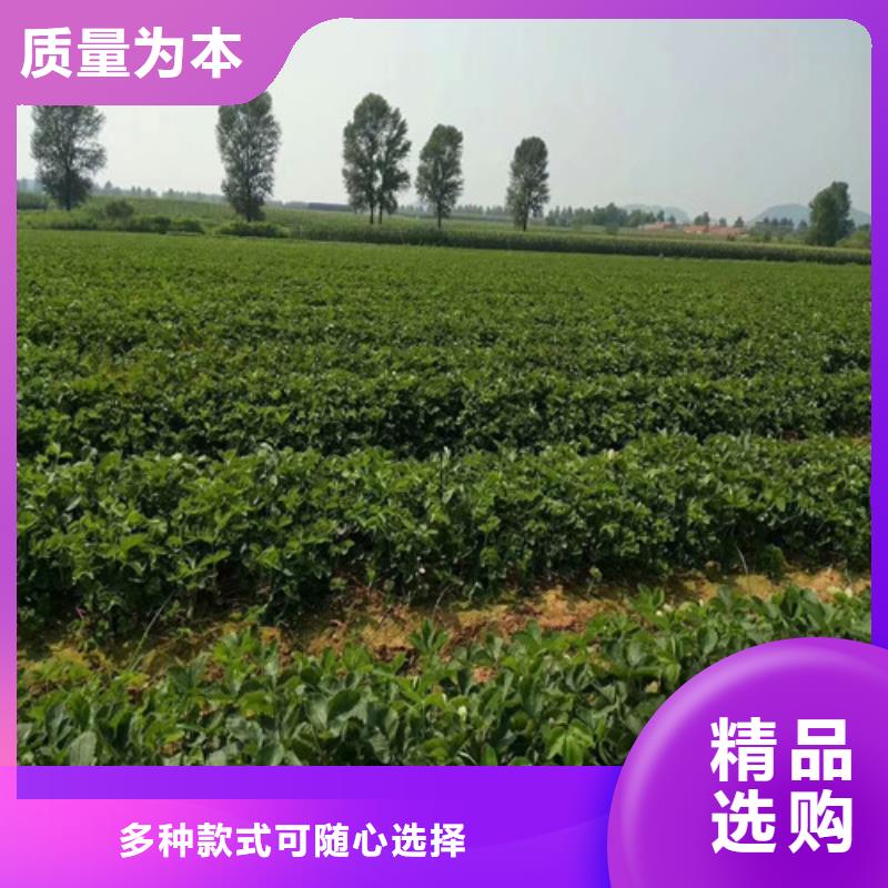 芮城香野草莓苗2025年报价