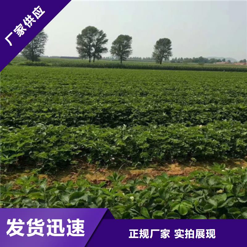 君山基地批发四季草莓苗,四季草莓苗低价批发