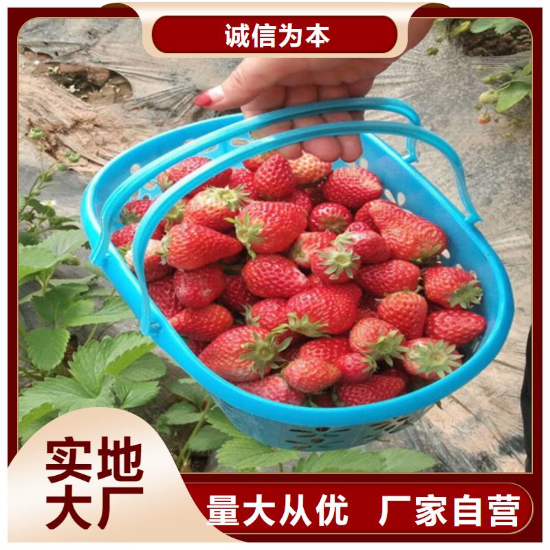 自治区牛奶草莓苗2025年报价