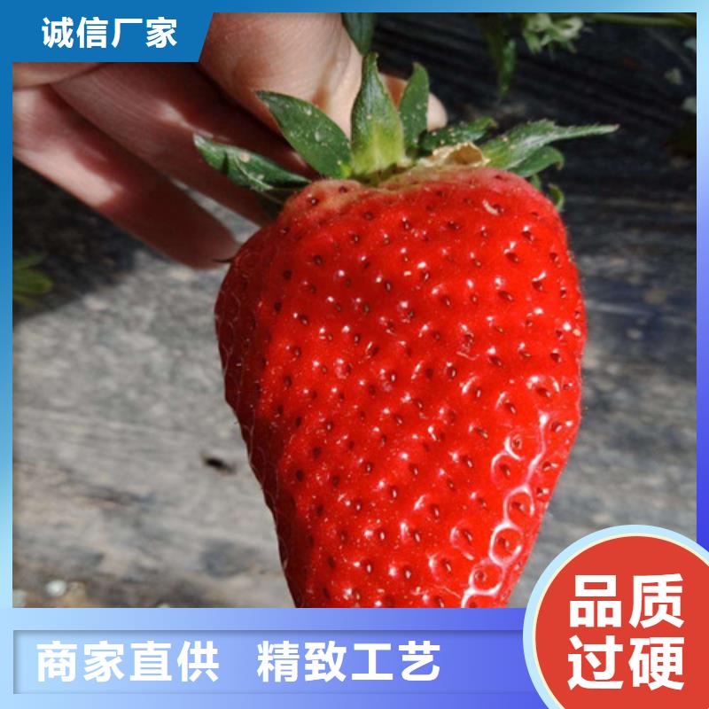 自治区牛奶草莓苗2025年报价