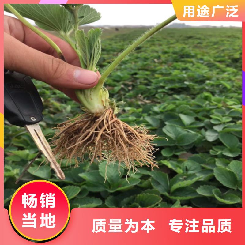 金湾哪里卖甜宝草莓苗,甜宝草莓苗哪里有种植的