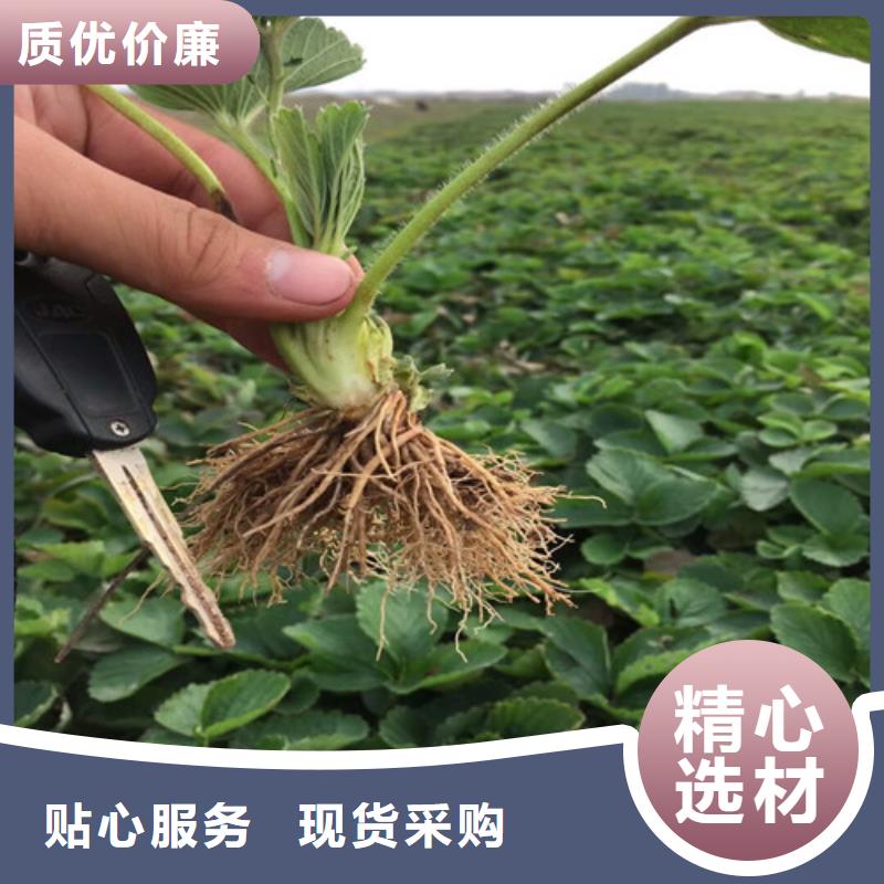 铜鼓二年生巧克力草莓苗，巧克力草莓苗哪里纯正