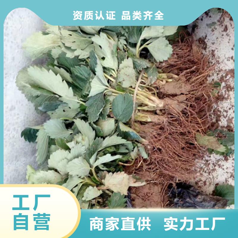 自治区牛奶草莓苗2025年报价