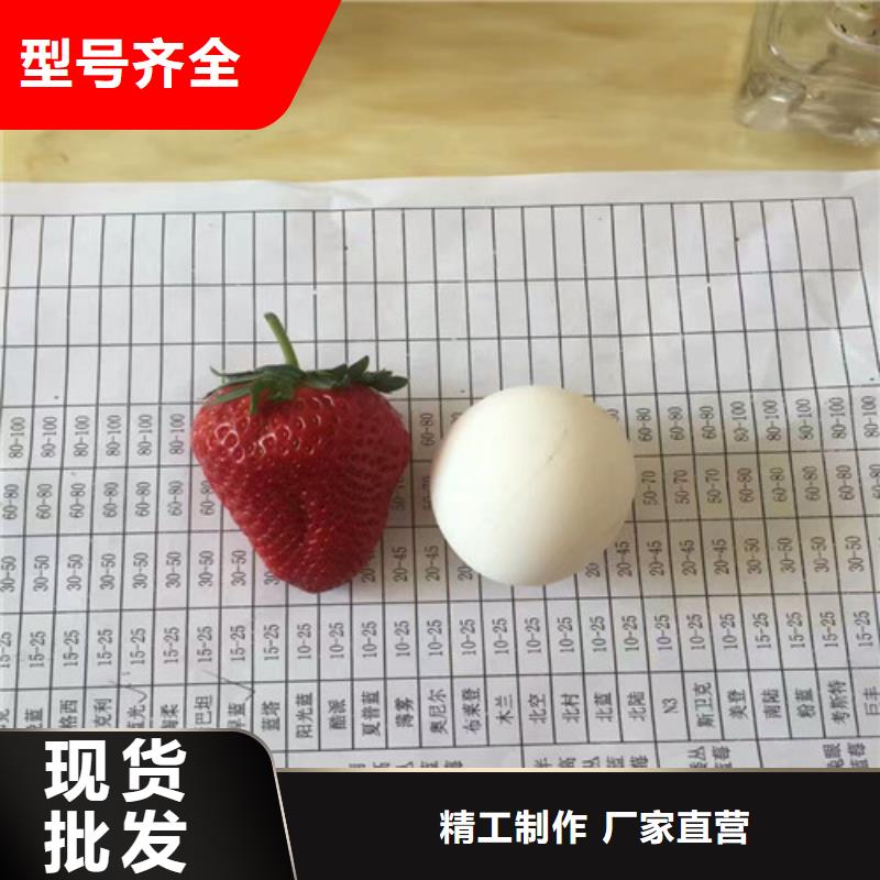 四季草莓苗适应土地