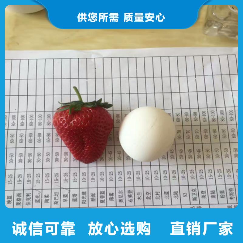 甜查理草莓苗现货批发
