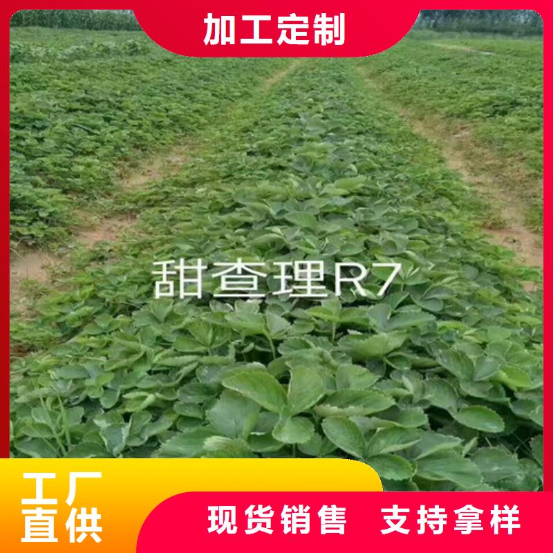 君山基地批发四季草莓苗，四季草莓苗低价批发