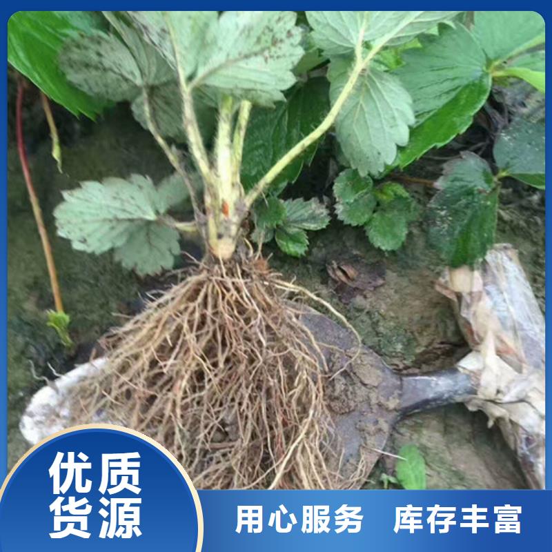 金湾哪里卖甜宝草莓苗，甜宝草莓苗哪里有种植的