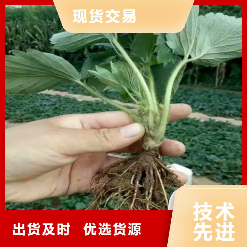 甜查理草莓苗现货批发