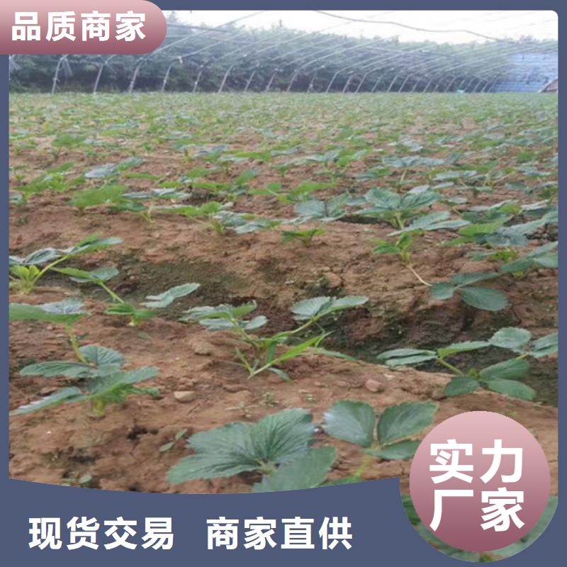 谷城巧克力草莓苗低价批发