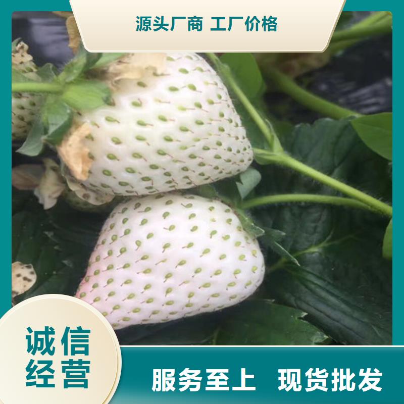 金山哪里卖大棚草莓苗，大棚草莓苗栽植密度