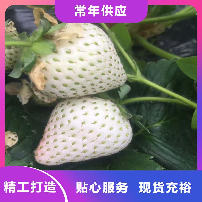 金湾哪里卖甜宝草莓苗，甜宝草莓苗哪里有种植的
