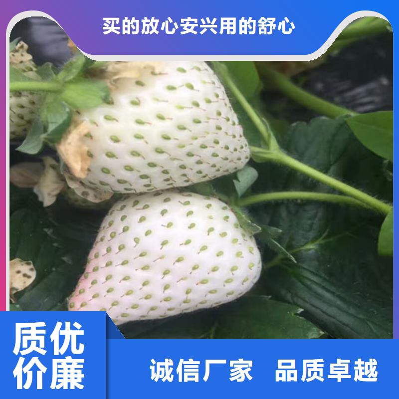 铜鼓二年生巧克力草莓苗，巧克力草莓苗哪里纯正