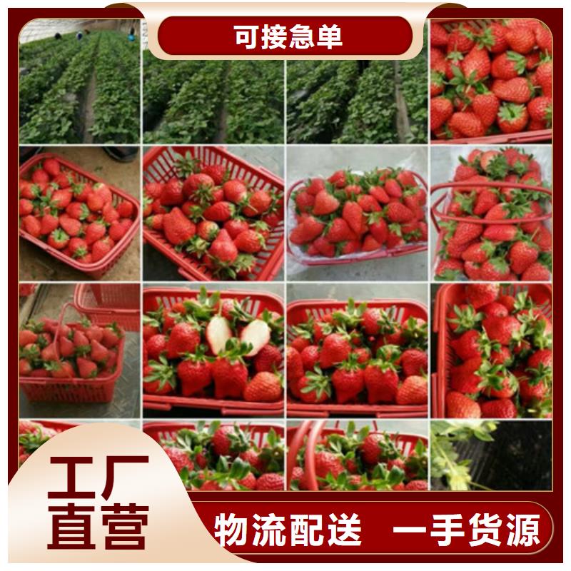 君山基地批发四季草莓苗，四季草莓苗低价批发