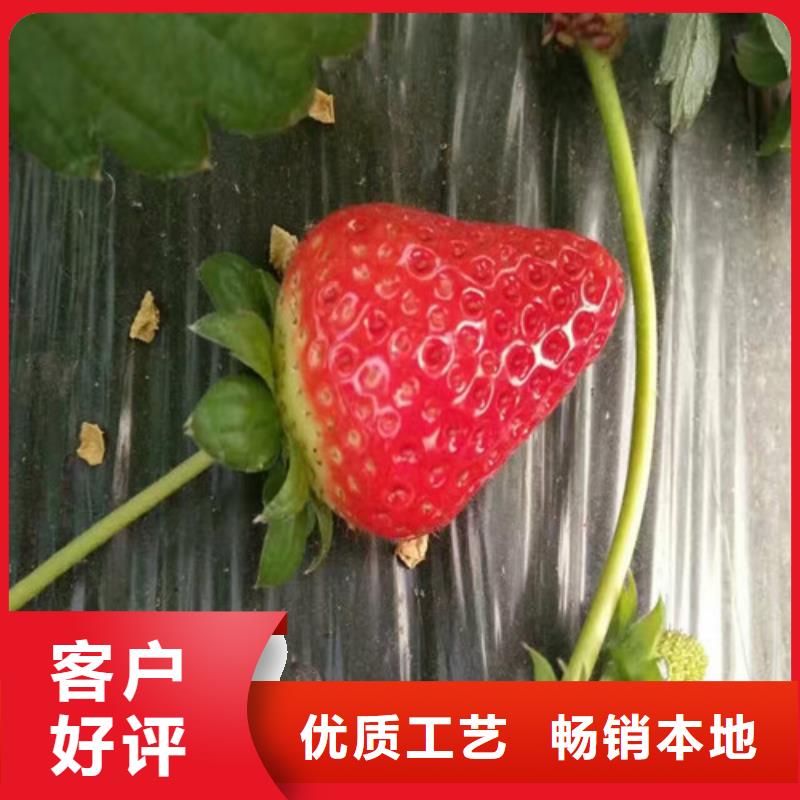 甜查理草莓苗现货批发