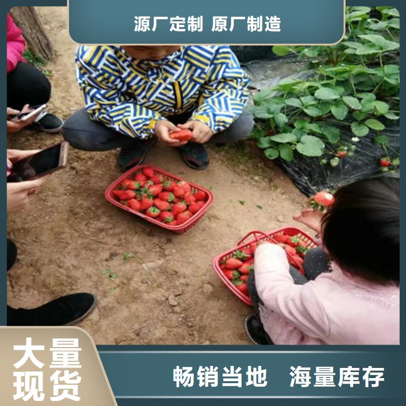 陵水县艳丽草莓苗厂家供应