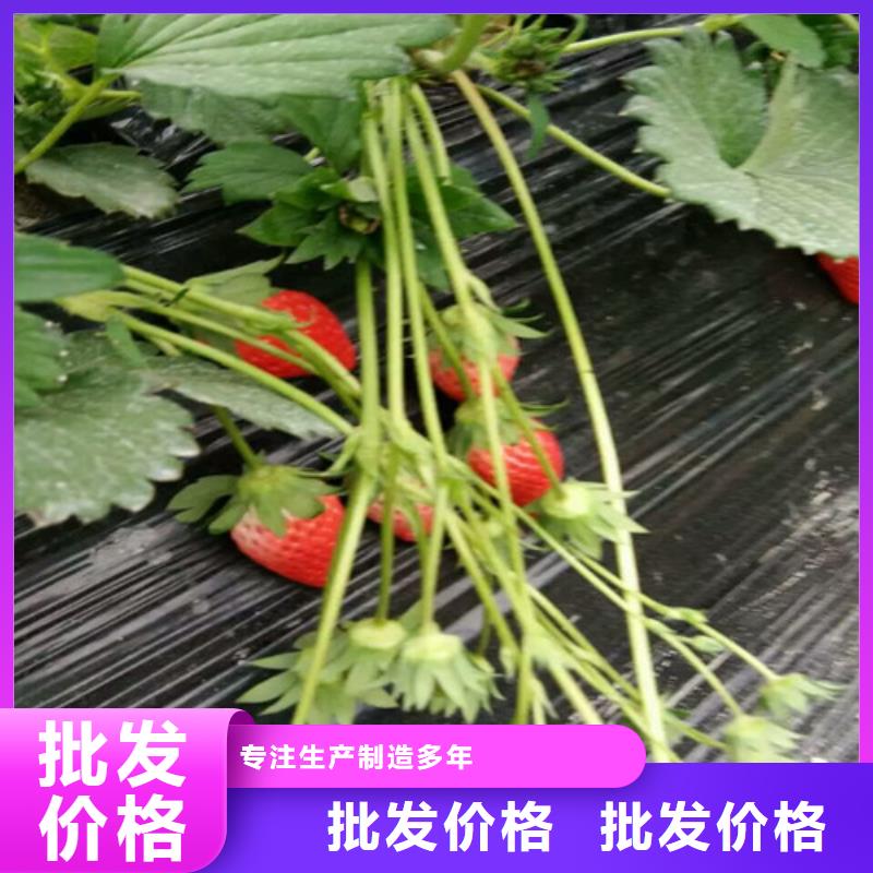 四季草莓苗适应土地