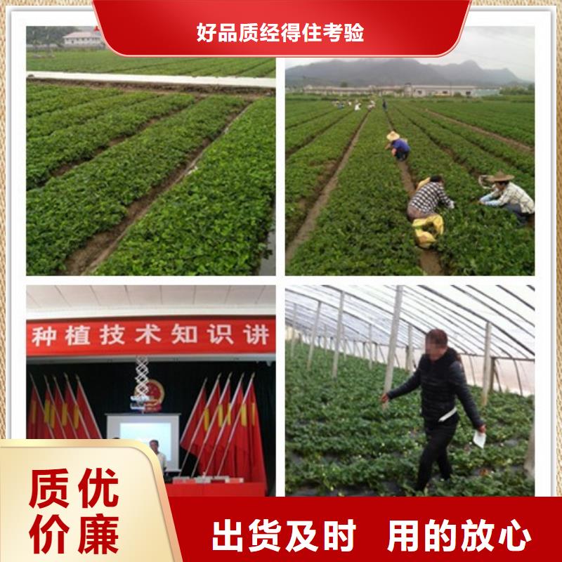 妙香草莓苗哪里有种植的