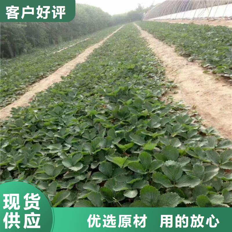 四季草莓苗适应土地