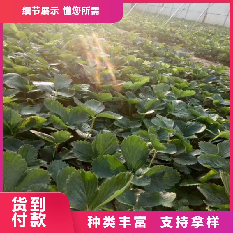 四季草莓苗适应土地