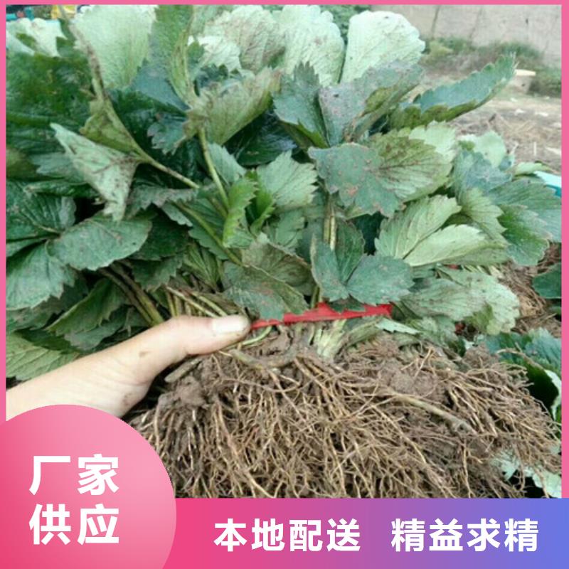 金山哪里卖大棚草莓苗，大棚草莓苗栽植密度