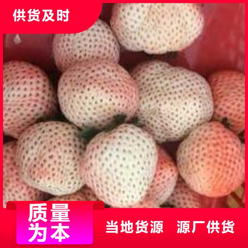 哪里卖法兰地草莓苗，法兰地草莓苗哪里纯正
