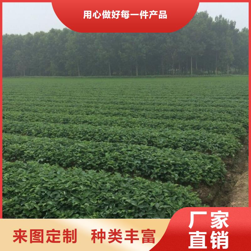 妙香草莓苗哪里有种植的