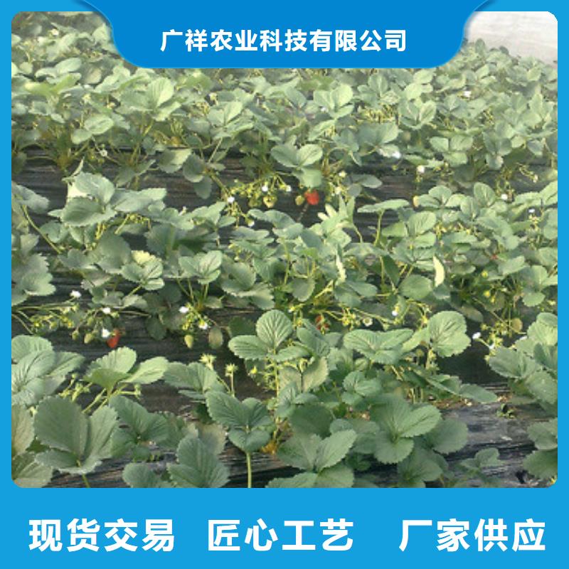 陵水县艳丽草莓苗厂家供应