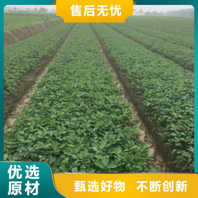 谷城巧克力草莓苗低价批发