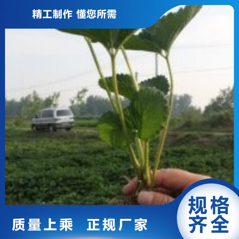 妙香草莓苗哪里有种植的