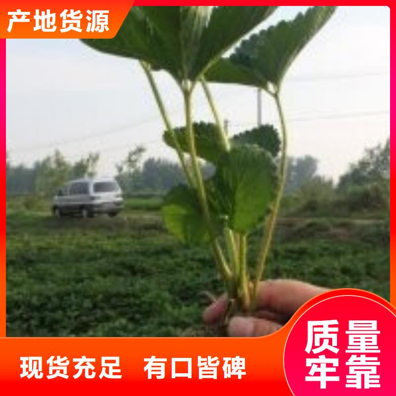 甜查理草莓苗现货批发