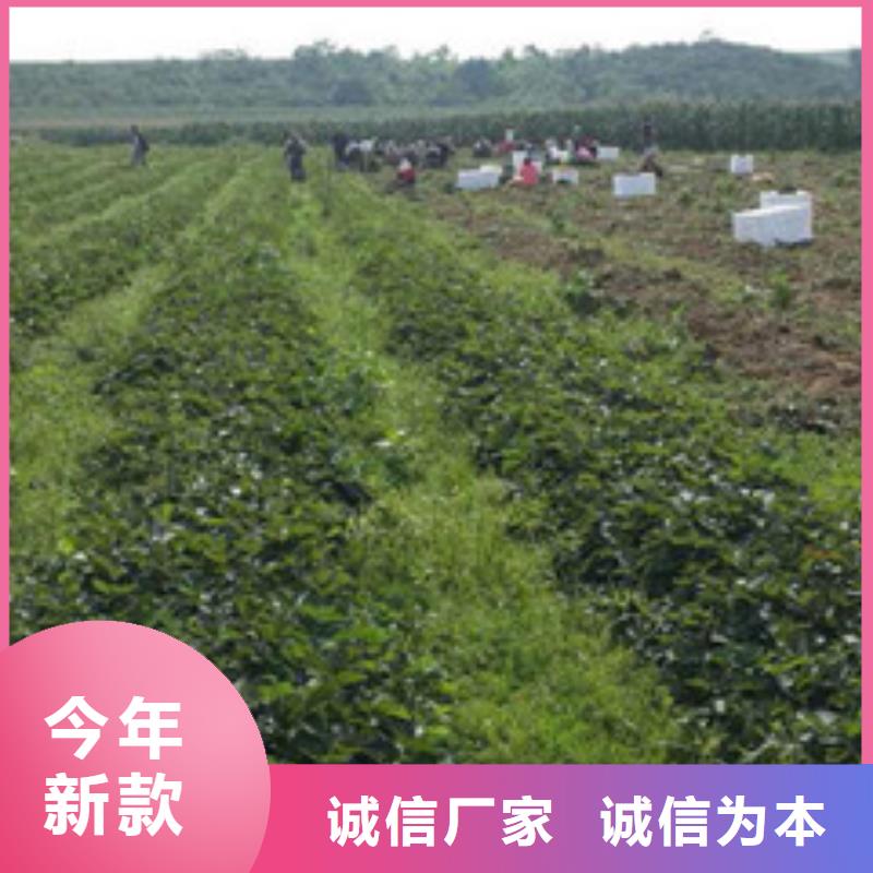 金山哪里卖大棚草莓苗，大棚草莓苗栽植密度