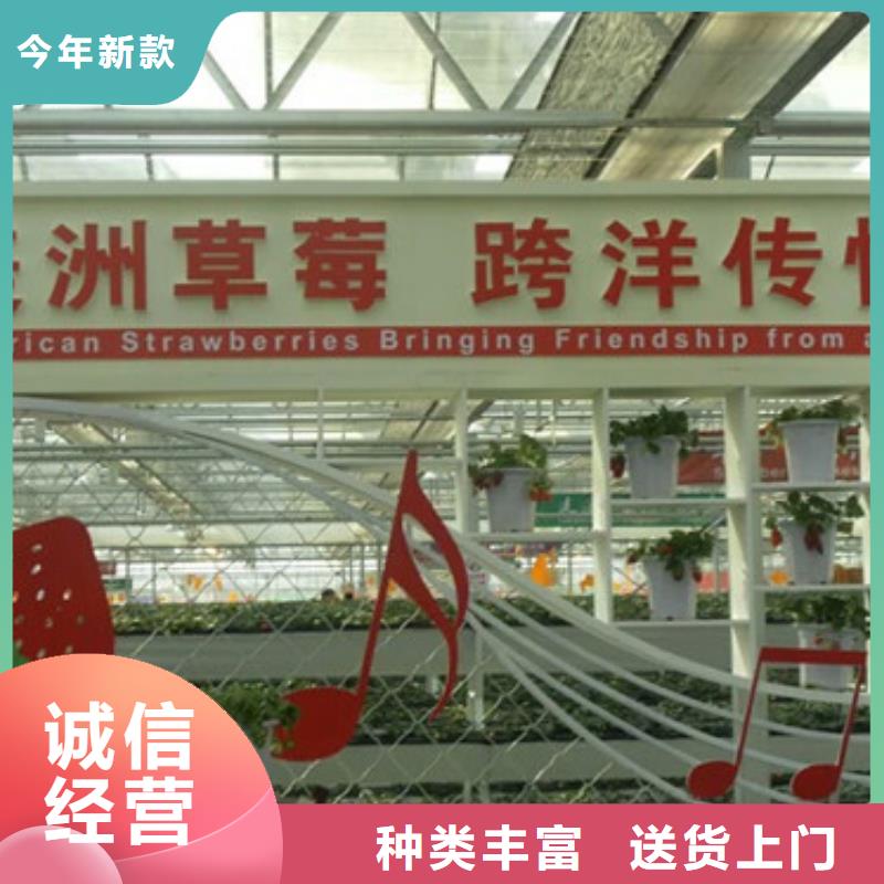 陵水县艳丽草莓苗厂家供应