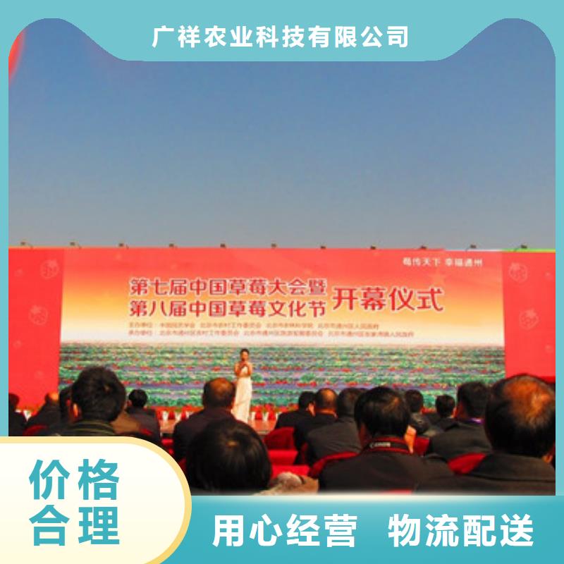 陵水县艳丽草莓苗厂家供应