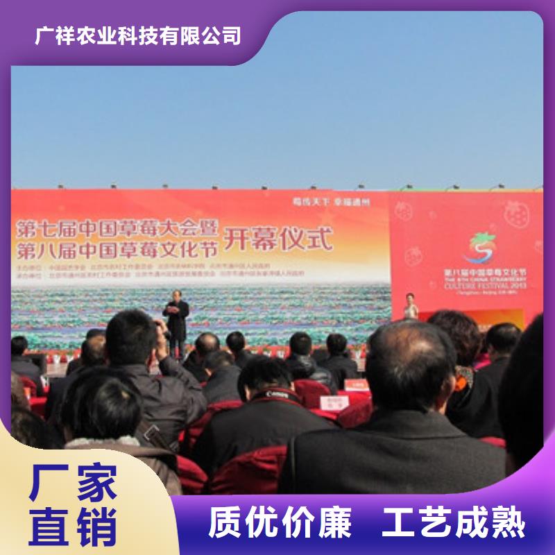 哪里卖法兰地草莓苗，法兰地草莓苗哪里纯正