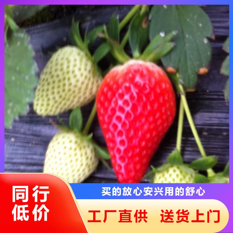 陵水县艳丽草莓苗厂家供应