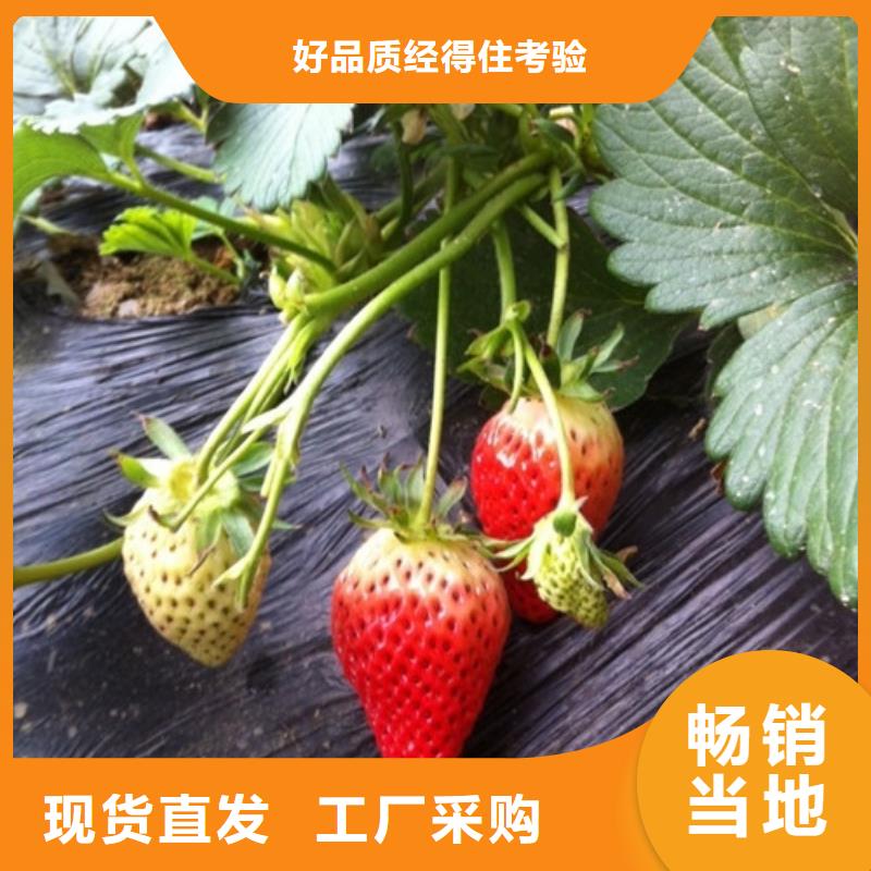 陵水县艳丽草莓苗厂家供应