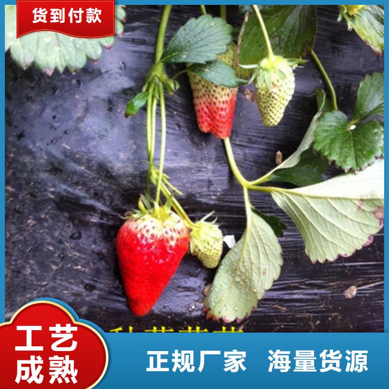 陵水县艳丽草莓苗厂家供应