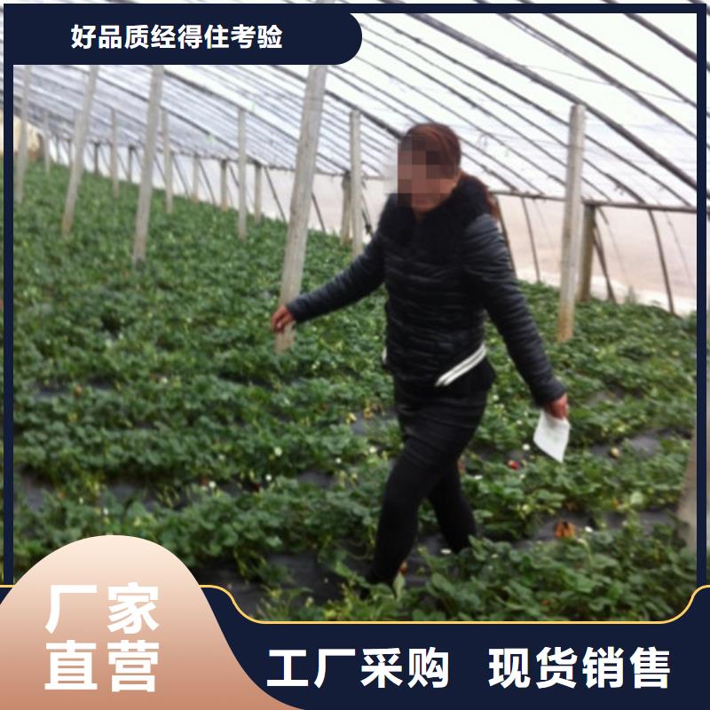 陵水县艳丽草莓苗厂家供应