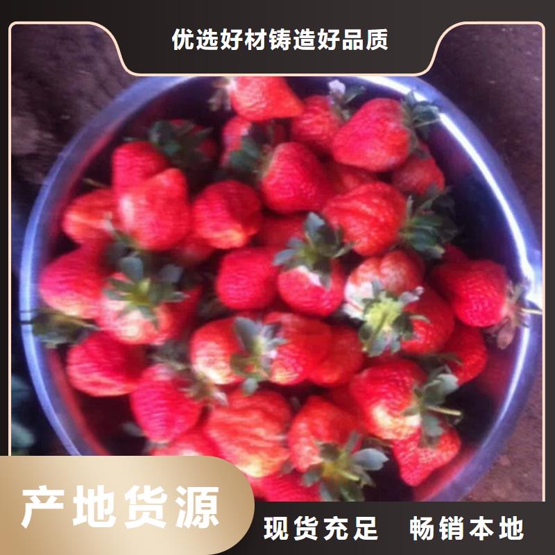 金湾哪里卖甜宝草莓苗,甜宝草莓苗哪里有种植的