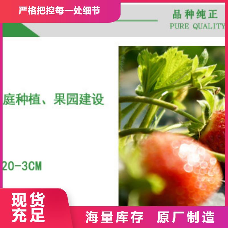 金湾哪里卖甜宝草莓苗,甜宝草莓苗哪里有种植的